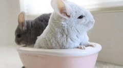 Piasek do kąpieli szynszył, jak wybrać i poprawnie używać